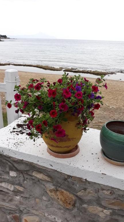 House Kokkalas On The Beach Пиргадикия Екстериор снимка